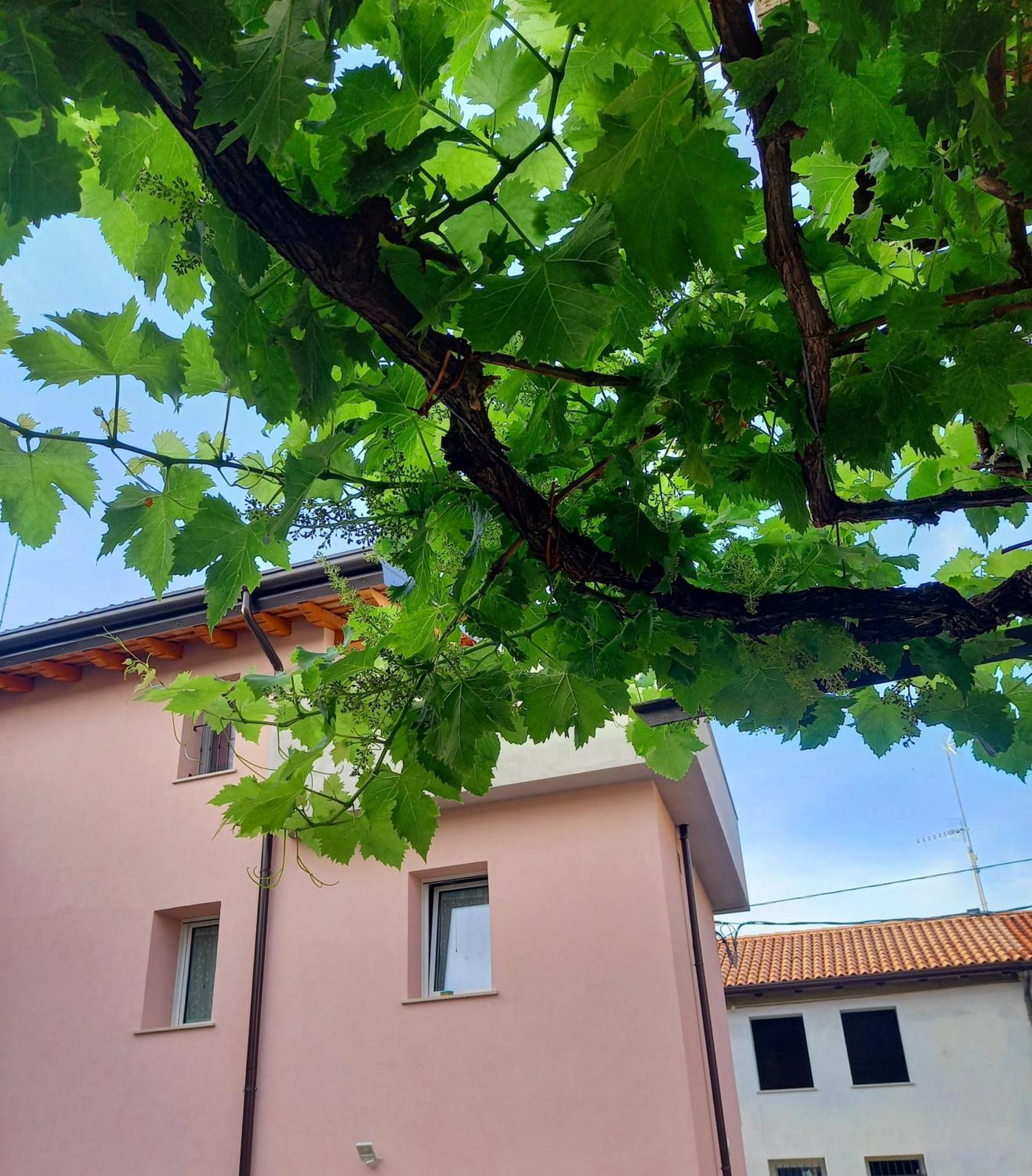 B&B La Dolce Vite Medea Exteriör bild